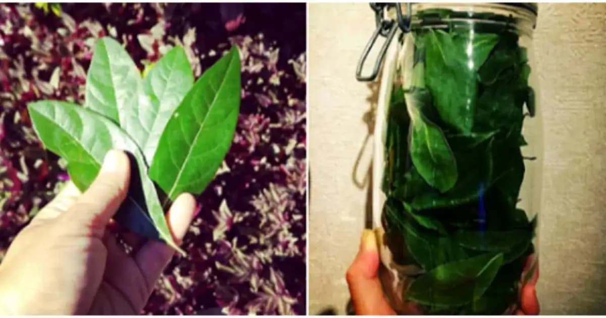 Bokový list má neuveriteľnú silu: Dokáže odstrániť týchto 16 závažných problémoch!