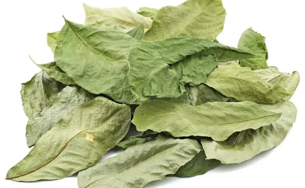 Toto by mal vedieť každý, kto ho má v záhrade: Orech lieči a netreba ho vôbec jesť – na jar by to mal vedieť každý!